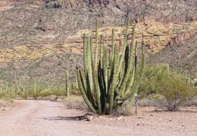 Organ Pipe Cactus NM, AZ