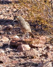 Organ Pipe Cactus NM, AZ
